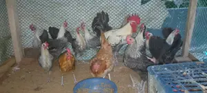 মিশরী ফাওমি মুরুক বিক্রি করা হবে দশটি মোরগ