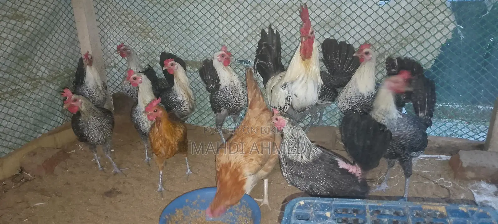 মিশরী ফাওমি মুরুক বিক্রি করা হবে দশটি মোরগ
