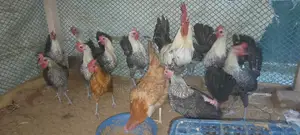 মিশরী ফাওমি মুরুক বিক্রি করা হবে দশটি মোরগ