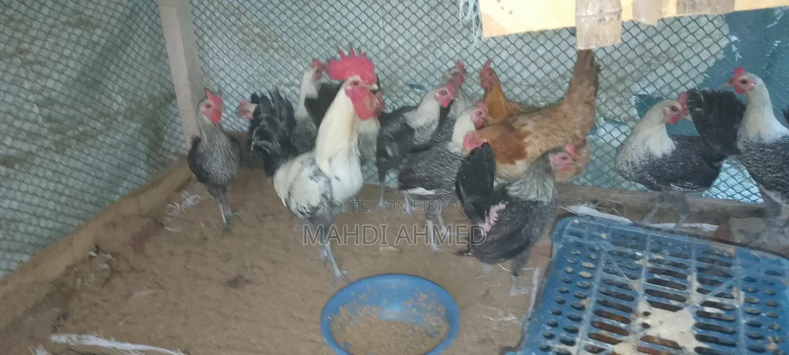 মিশরী ফাওমি মুরুক বিক্রি করা হবে দশটি মোরগ