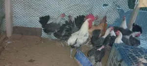 মিশরী ফাওমি মুরুক বিক্রি করা হবে দশটি মোরগ