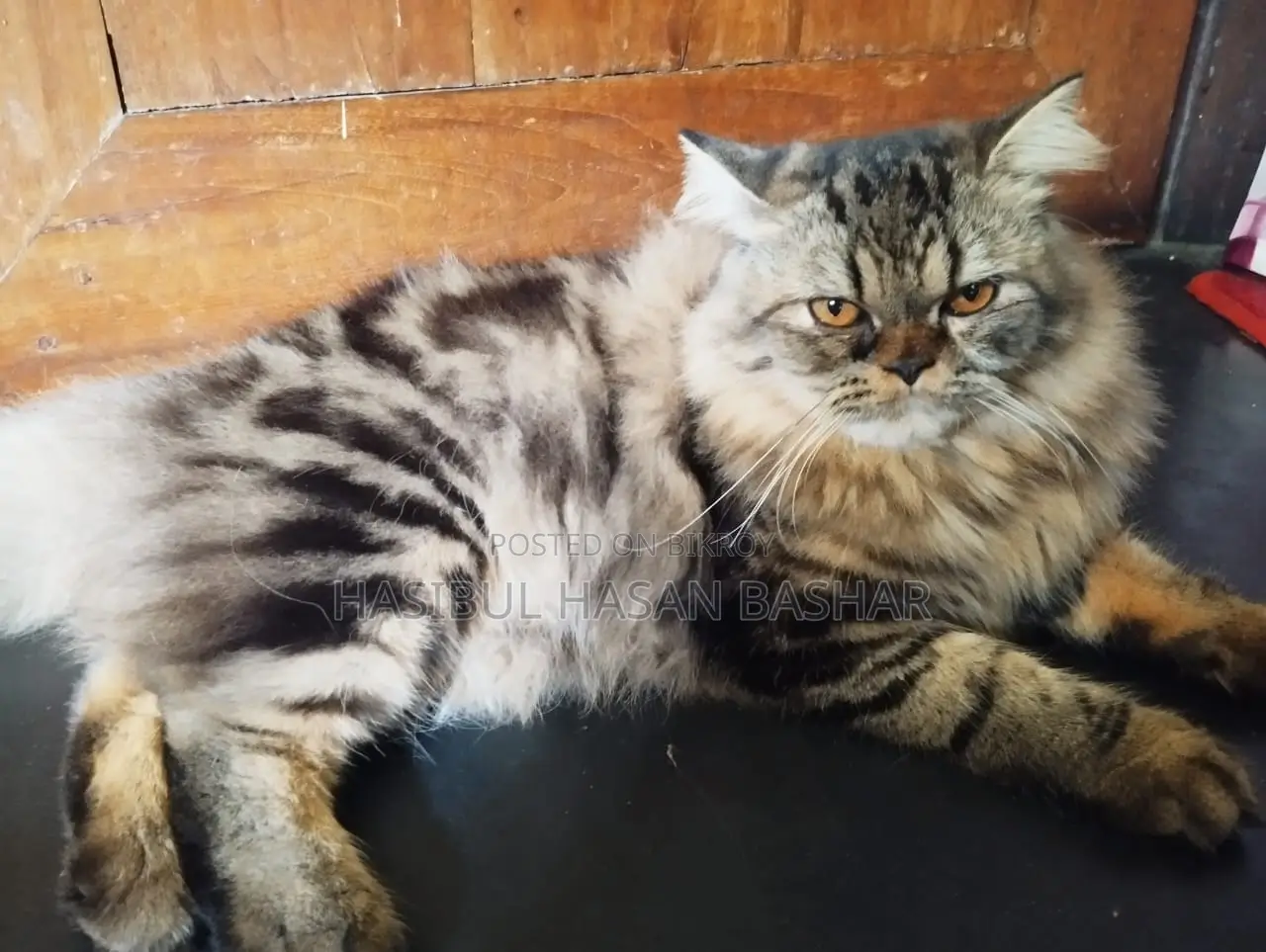 Persian cat