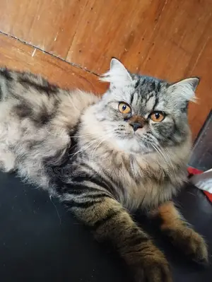 Persian cat