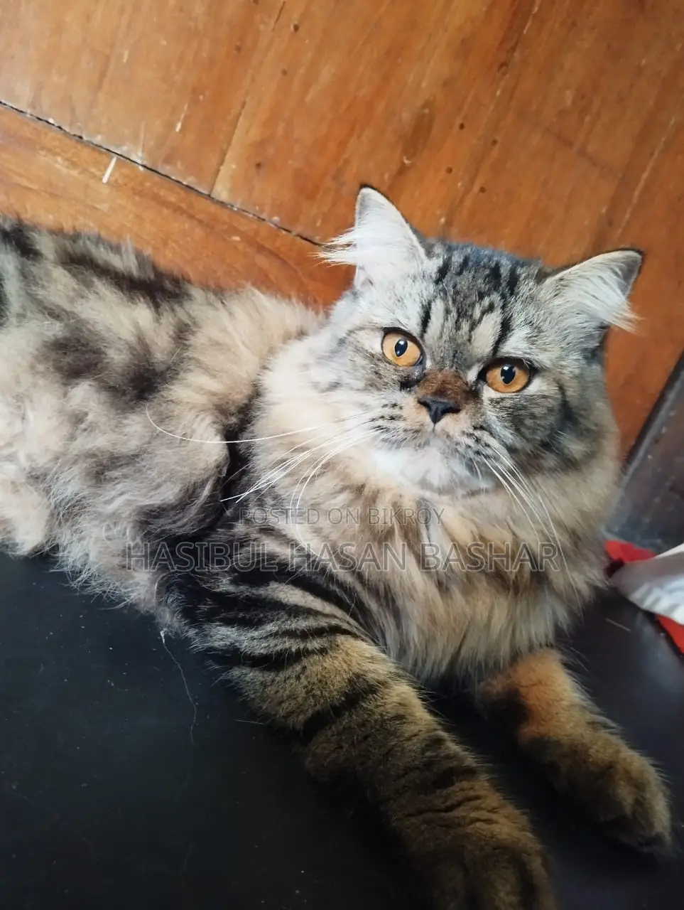 Persian cat