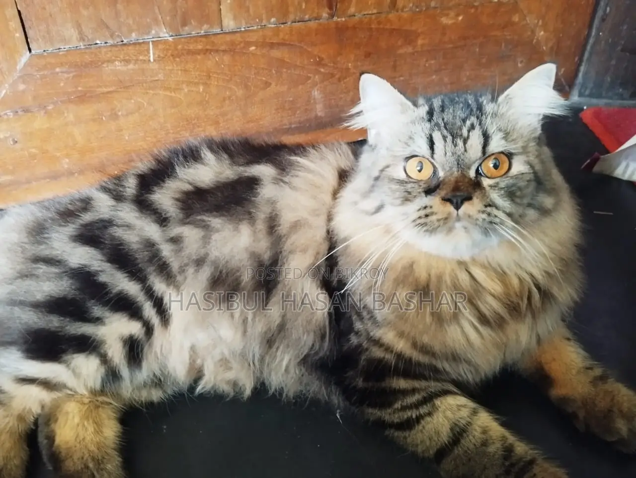 Persian cat