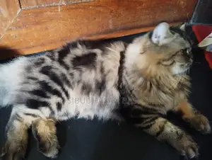 Persian cat