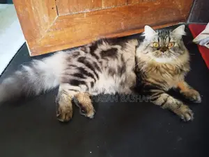 Persian cat