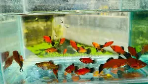 প্লাটি