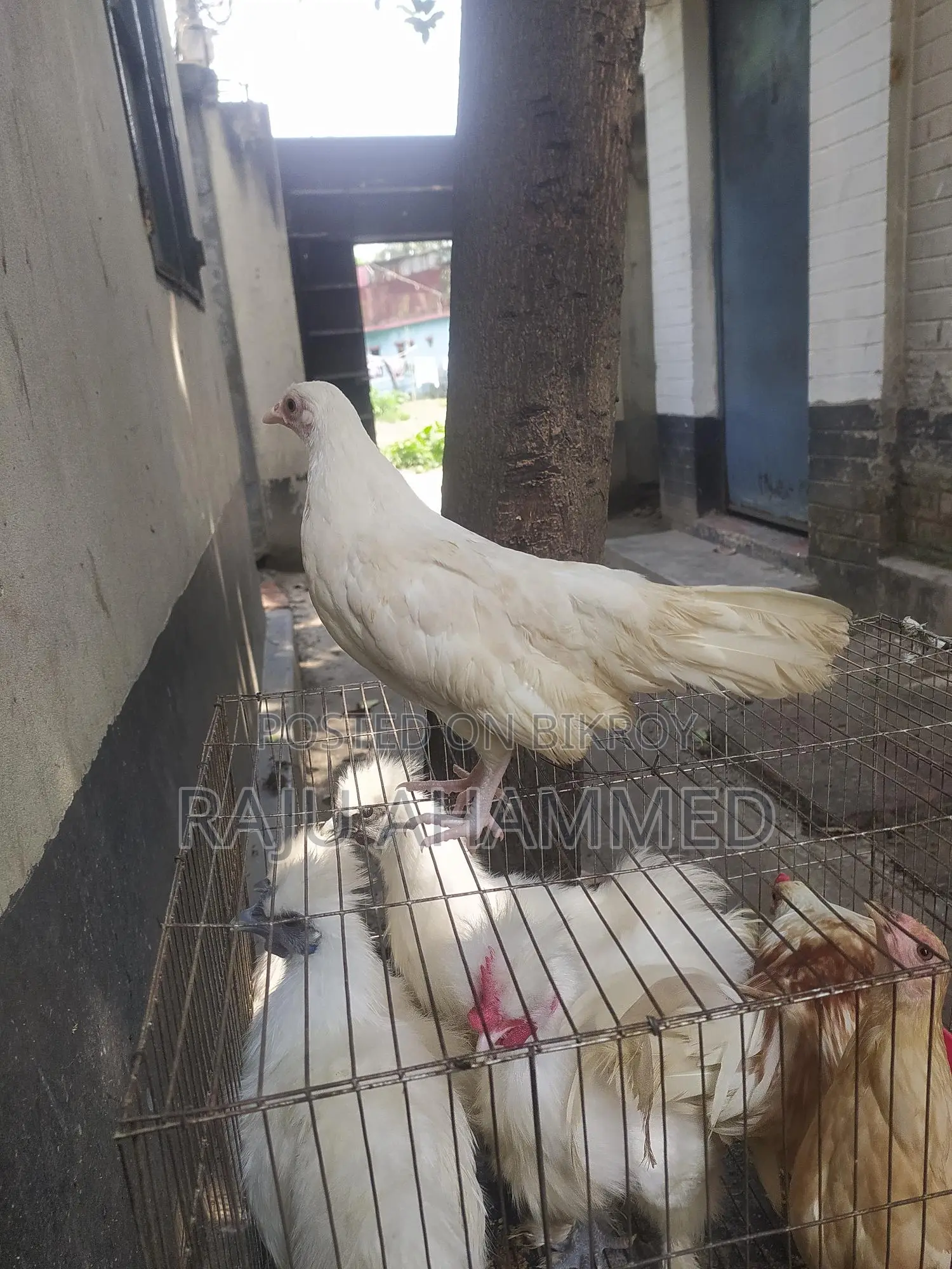Japanese Bantam Chicken