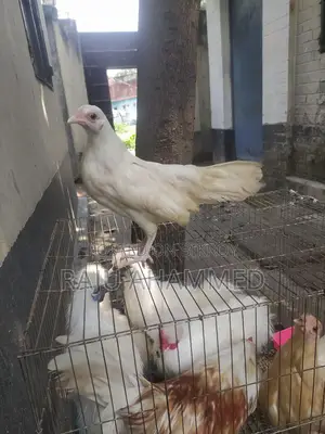 Japanese Bantam Chicken