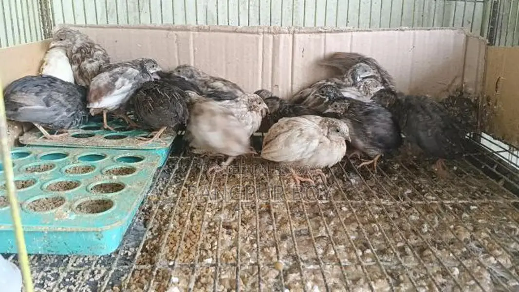 King Quail and Coturnix