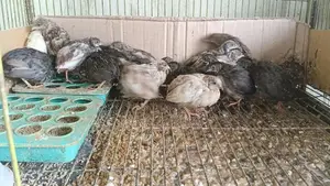 King Quail and Coturnix