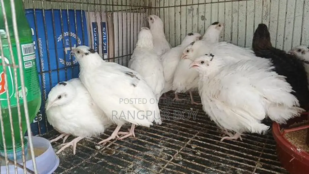 King Quail and Coturnix