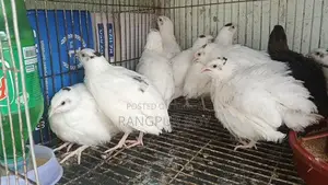 King Quail and Coturnix