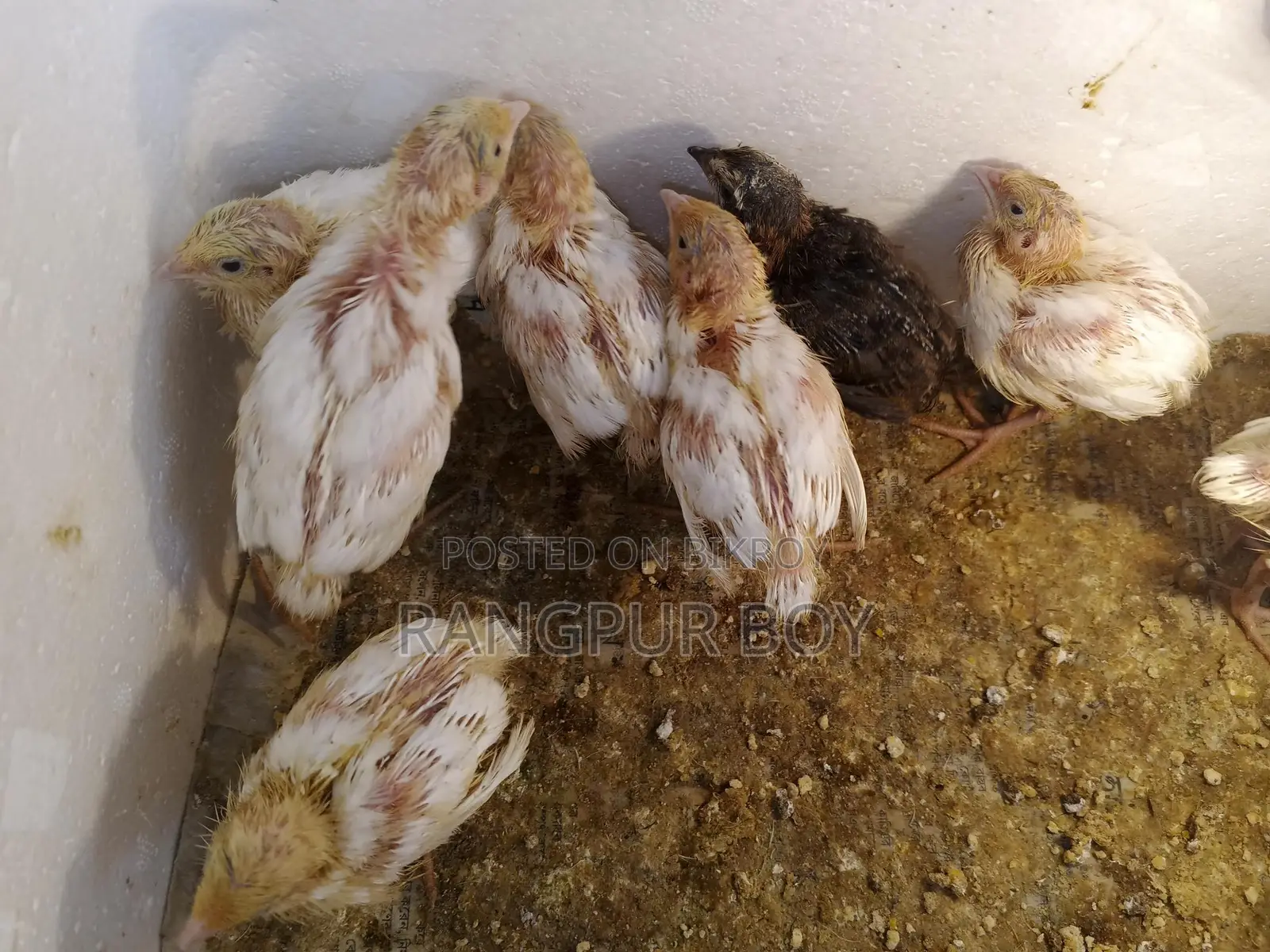King Quail and Coturnix