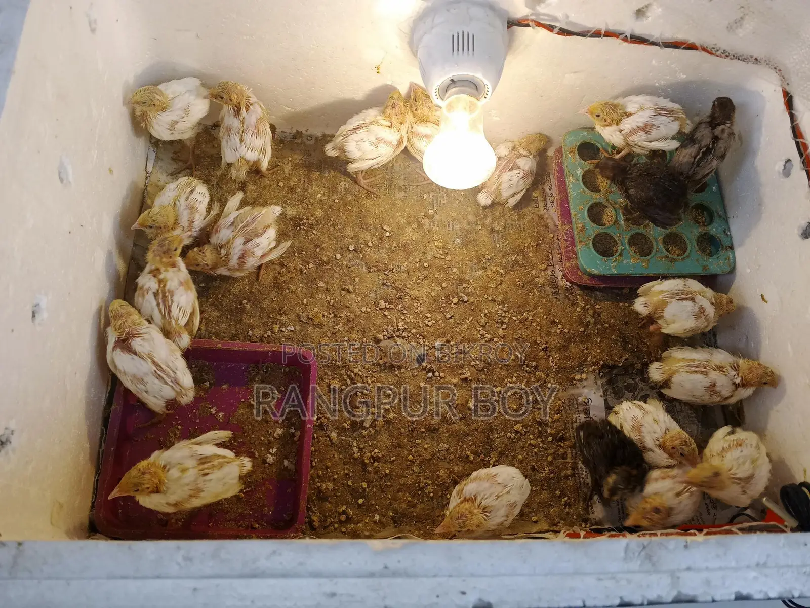 King Quail and Coturnix