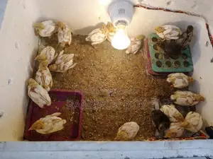 King Quail and Coturnix