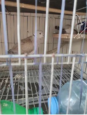 Red Lahori Female and Australian Grey Color Dove