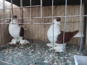 Red Lahori Female and Australian Grey Color Dove