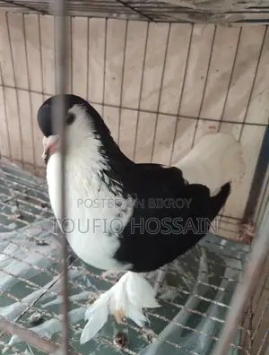 Red Lahori Female and Australian Grey Color Dove