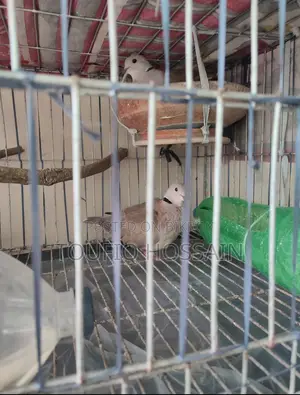 Red Lahori Female and Australian Grey Color Dove