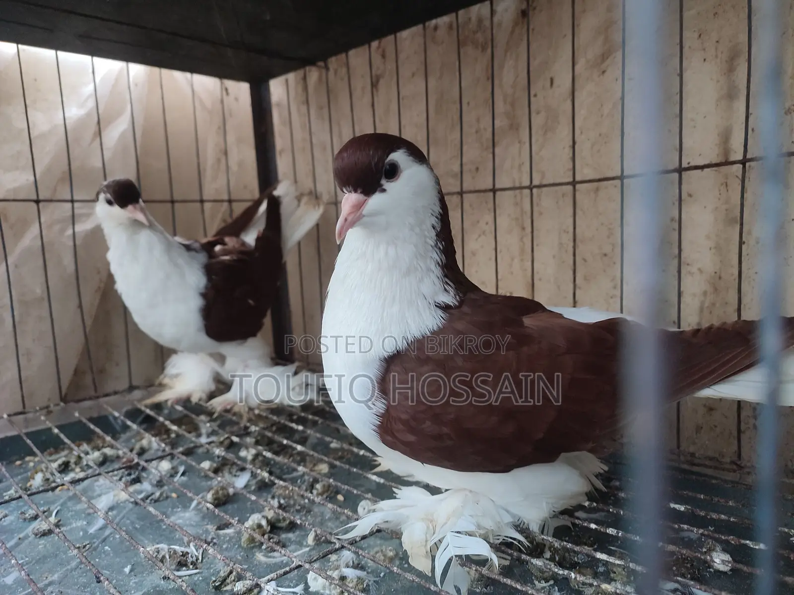 Red Lahori Female and Australian Grey Color Dove