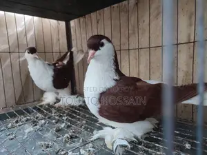Red Lahori Female and Australian Grey Color Dove