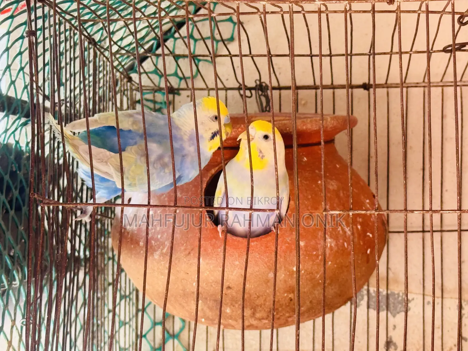 Rainbow Bazigar Running Pair