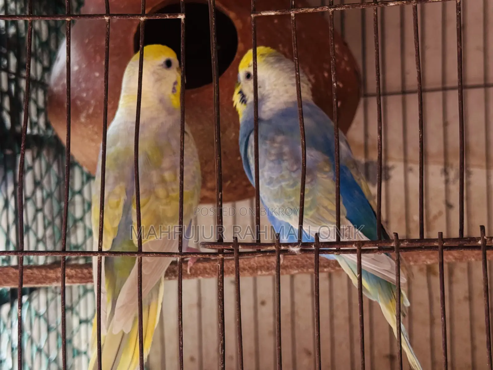 Rainbow Bazigar Running Pair