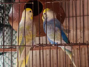 Rainbow Bazigar Running Pair