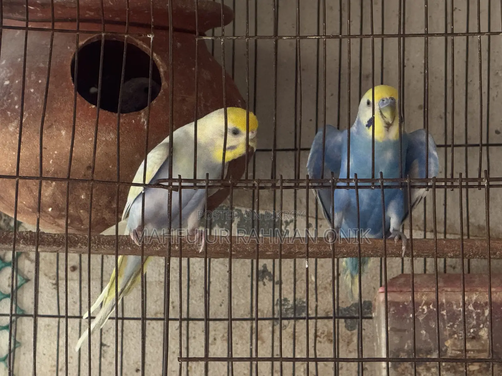 Rainbow Bazigar Running Pair