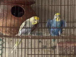Rainbow Bazigar Running Pair