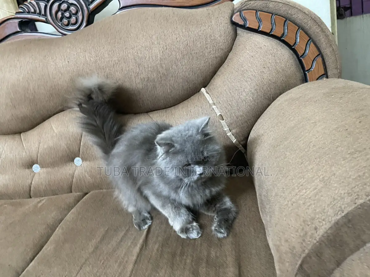 Male & Female Persian