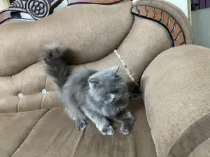 Male & Female Persian