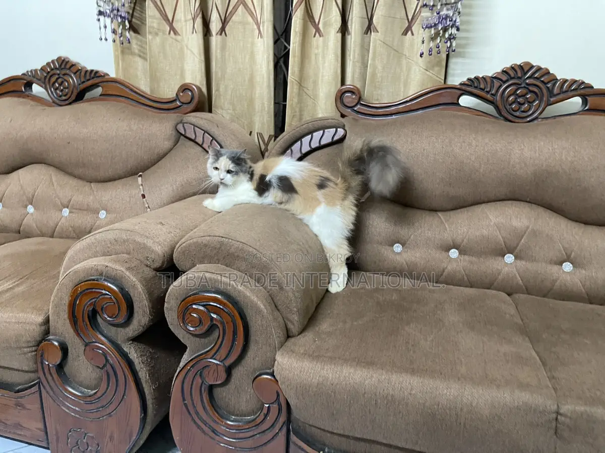 Male & Female Persian