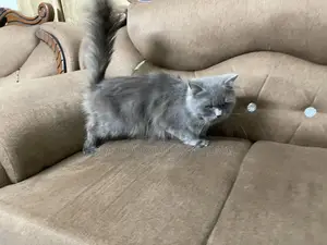 Male & Female Persian