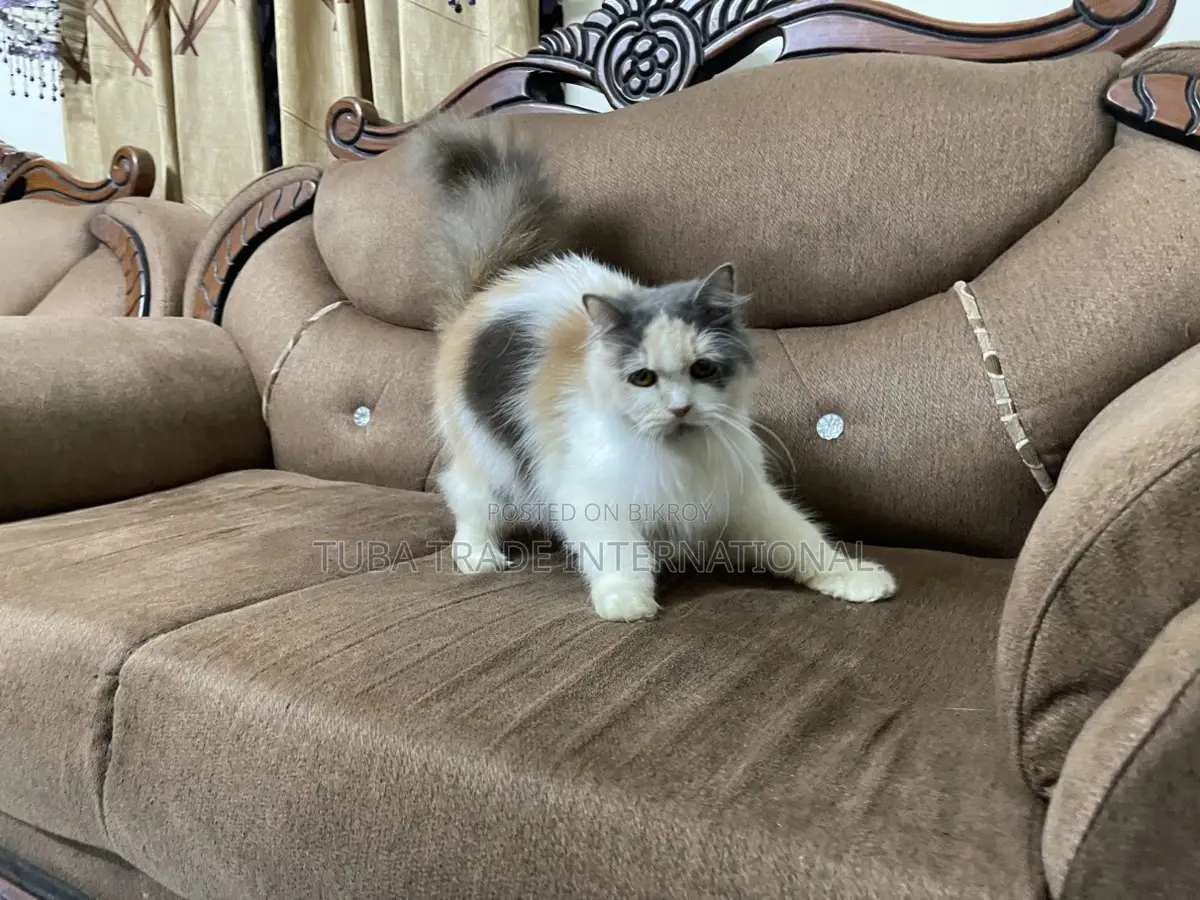 Male & Female Persian