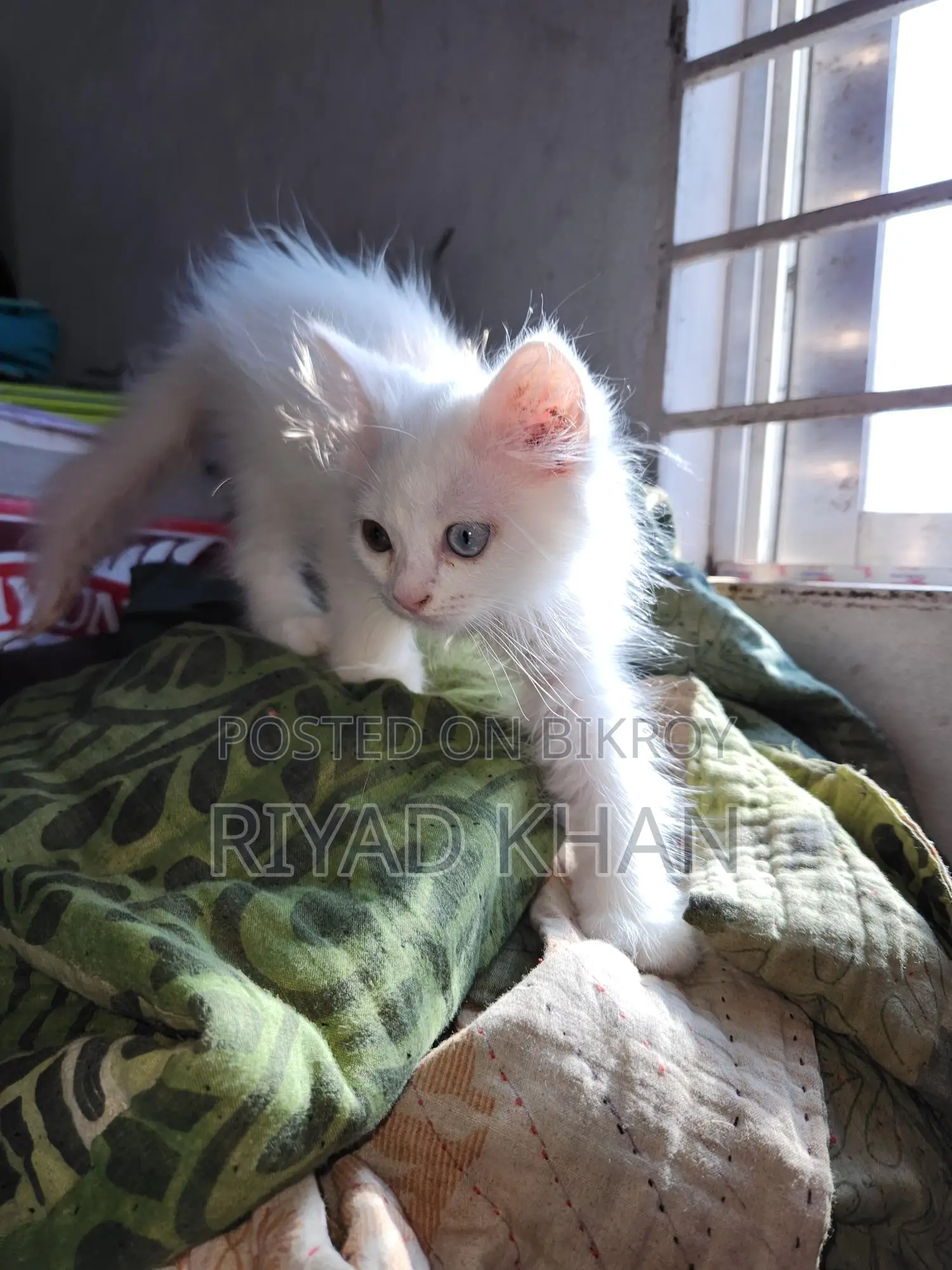 Persian Cat - ODS EYES