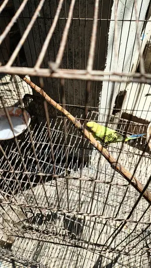 Fully Tamed Adult Cockatiel Bird - Whistles Multiple Tunes + Free Budgie