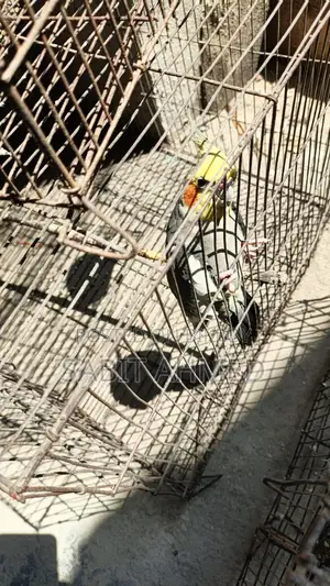 Fully Tamed Adult Cockatiel Bird - Whistles Multiple Tunes + Free Budgie