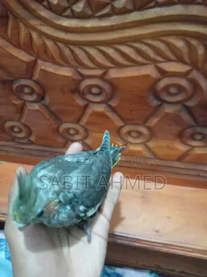 Fully Tamed Adult Cockatiel Bird - Whistles Multiple Tunes + Free Budgie