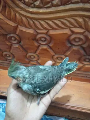 Fully Tamed Adult Cockatiel Bird - Whistles Multiple Tunes + Free Budgie