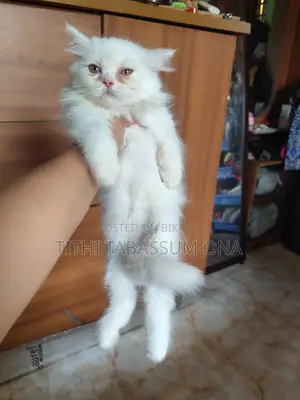 Persian Kitten Male & Female