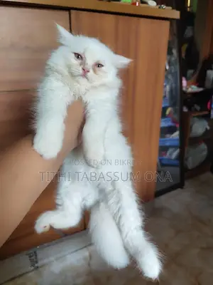 Persian Kitten Male & Female