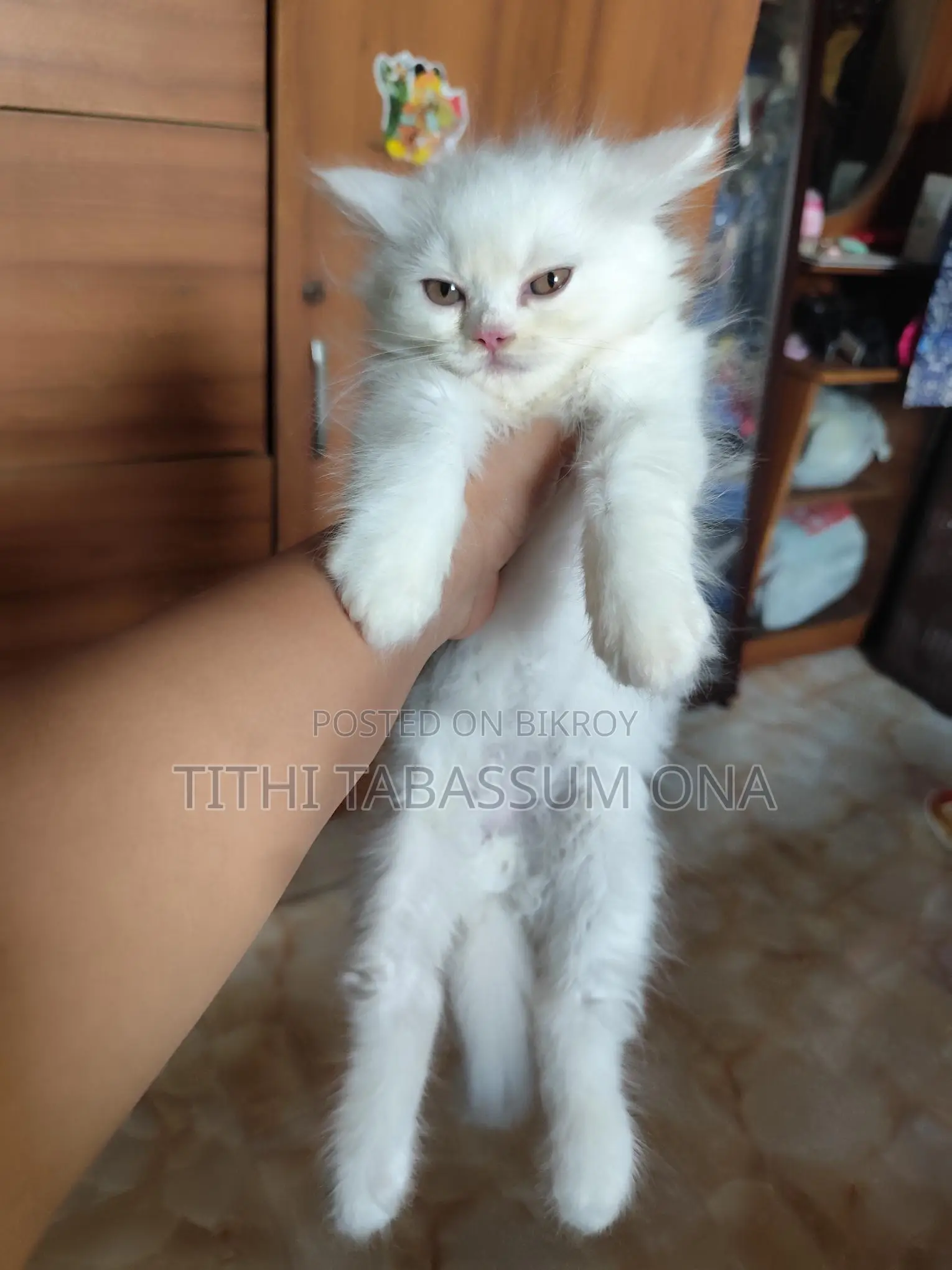 Persian Kitten Male & Female