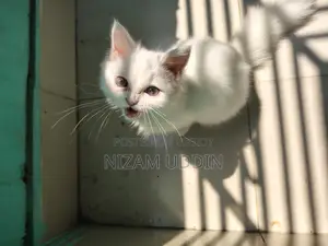 Traditional Persian Cat with Blue Eyes