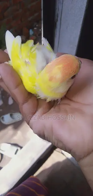 লাভ বার্ড টেম সাইজ বেবি ১ পিস