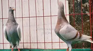 র‍্যাচার বেবি