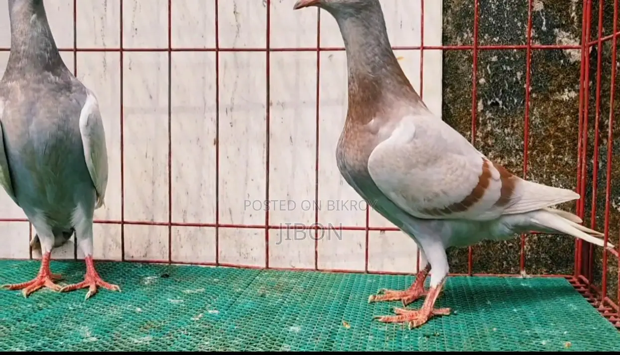 র‍্যাচার বেবি