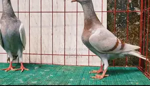 র‍্যাচার বেবি